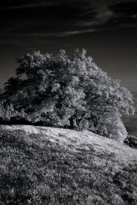 Infrared4_Email.jpg