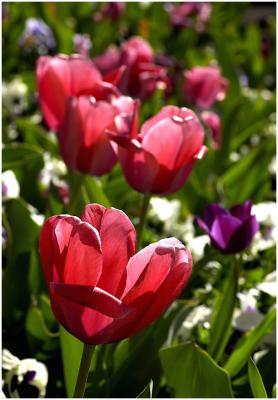 Tulips01.jpg