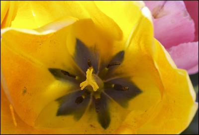 Tulips05.jpg