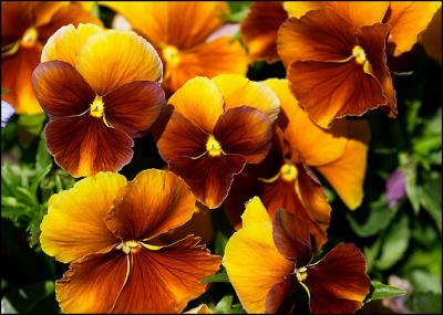 Yellow Mahogany Pansies