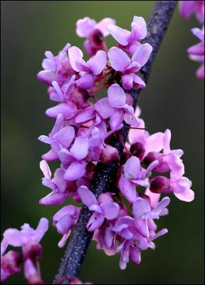 Redbud Blossoms