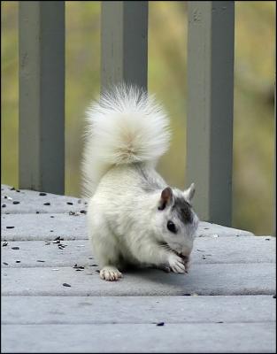 White Squirrel