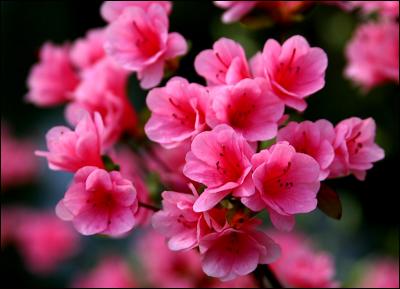 Azaleas2.jpg