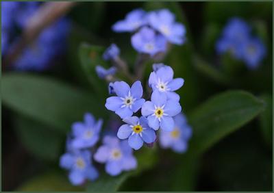 Forget Me Nots