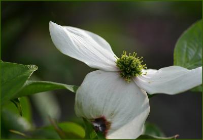 Dogwood
