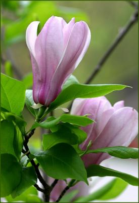Magnolia Blossoms