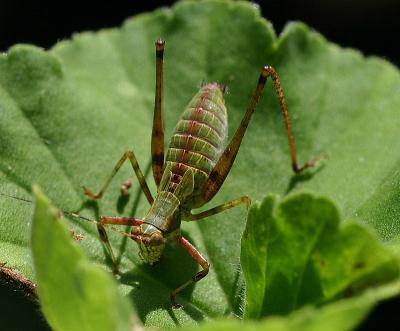 Katydid Nymph