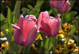 Tulips02.jpg
