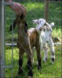 Nubian Goat Babies