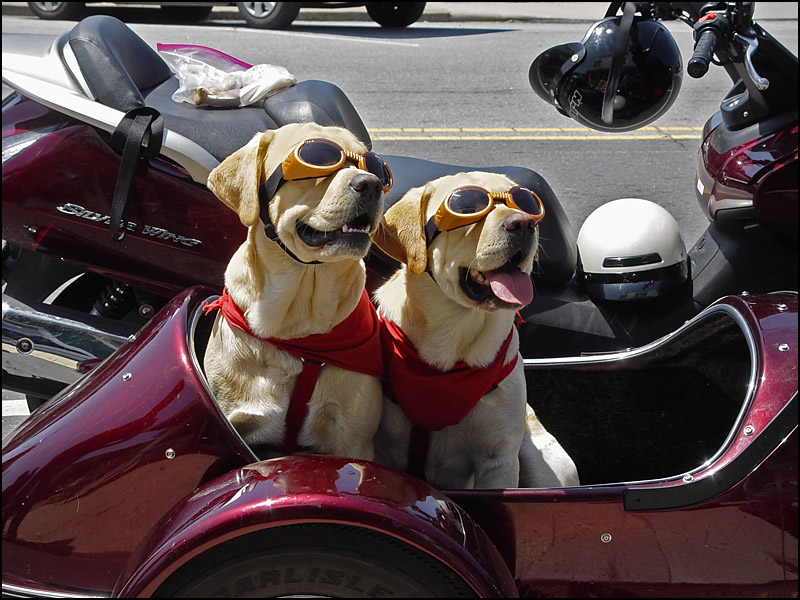 With their Doggles on