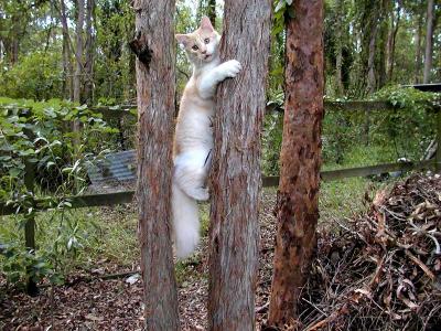 Tree Cat.jpg