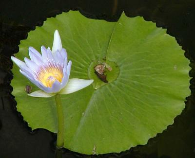 Water Lily2.jpg