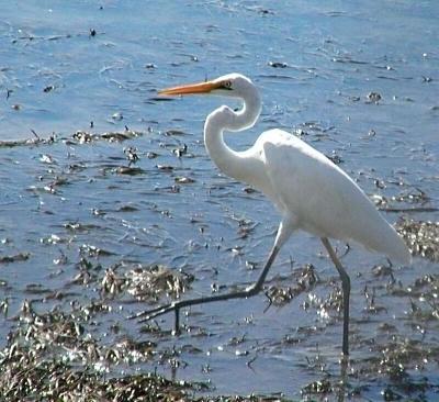 Egret Stepping out.jpg