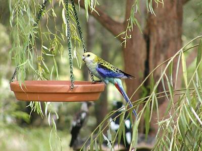 Pale head Rosella3 copy.jpg
