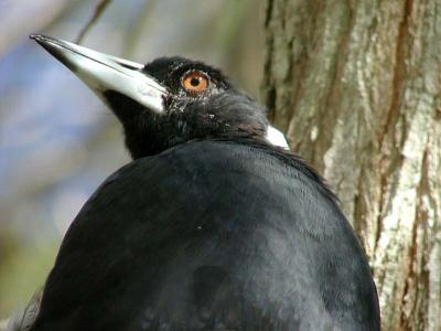 Macro Magpie 7x.jpg