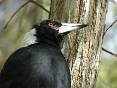 Macro Magpie 8x.jpg