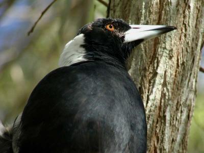 Macro Magpie 9x.jpg