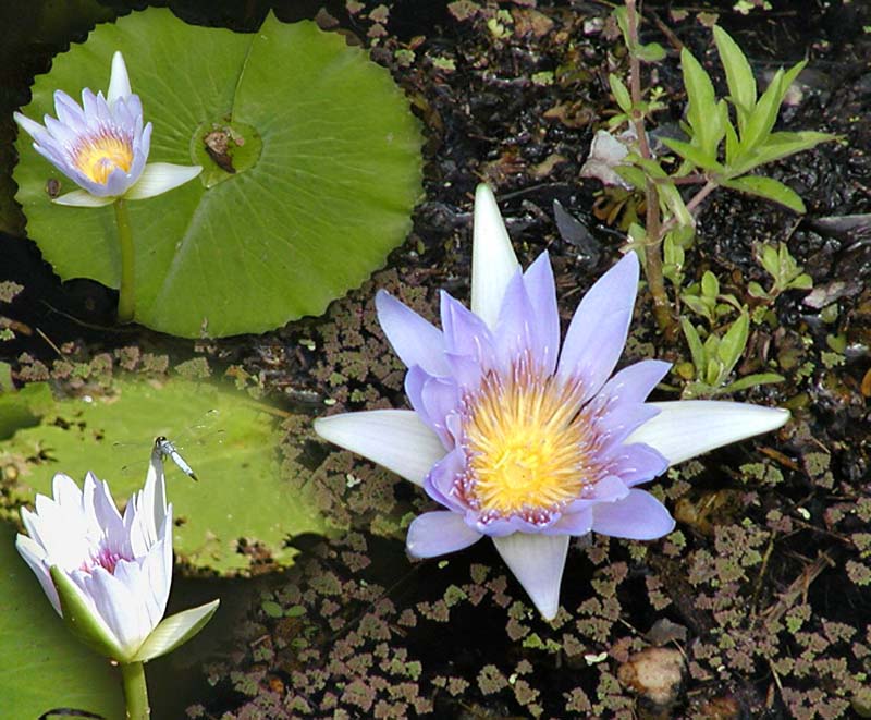 Water Lily.jpg