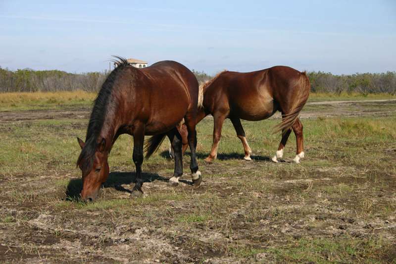 Wild Horses