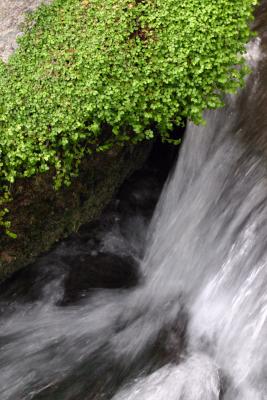 Water & Weed