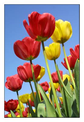 Tulip Festival
