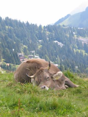 The cows really do have a great life in Switz