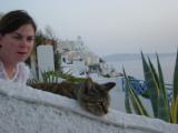 Lots of cats...