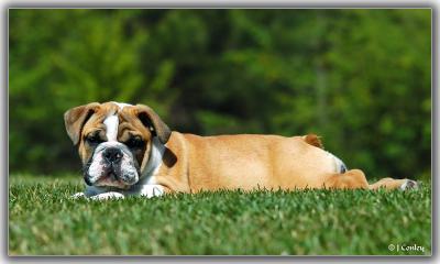u43/jarrell/medium/27795350.lazybones.jpg