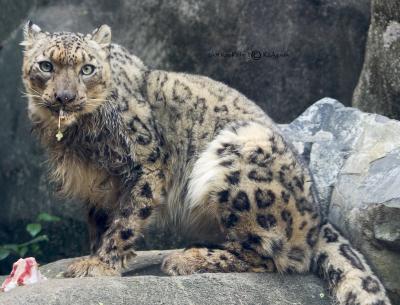 wild_and_not_so_wildlife