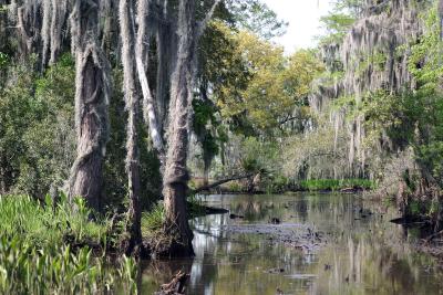 swamp.jpg