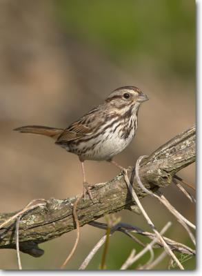 Song Sparrow