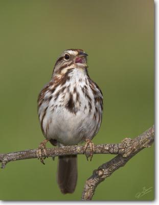 Song Sparrow