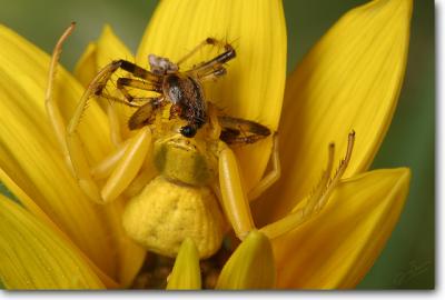 Goldenrod Spider