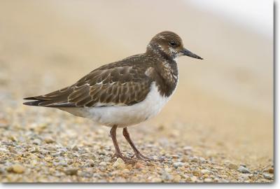 Ruddy Turnstone