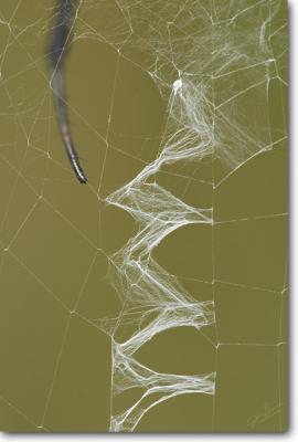 Argiope