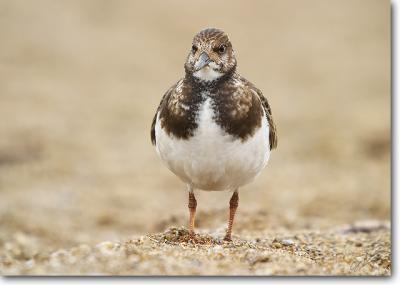 Ruddy Turnstone