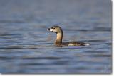 <!-- CRW_9997.jpg -->Pied-billed Grebe