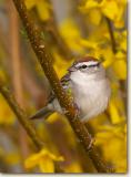 <!-- CRW_0017.jpg -->Chipping Sparrow