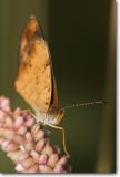 <!-- CRW_5811.jpg -->Pearl Crescent