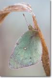 <!-- CRW_7113.jpg -->Clouded Sulphur
