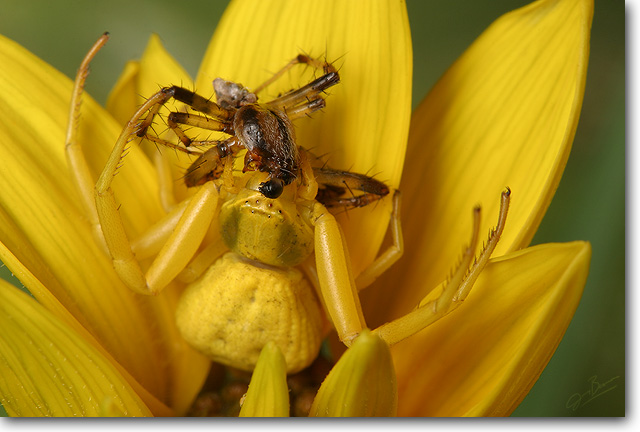<!-- CRW_5790_small.jpg -->Goldenrod Spider