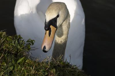 English Swan