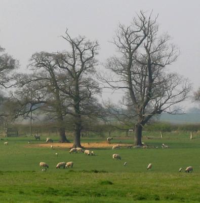 Midlands Sheep