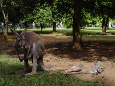Kangaroo and Baby kangaroo
