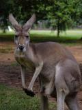 Kangaroo