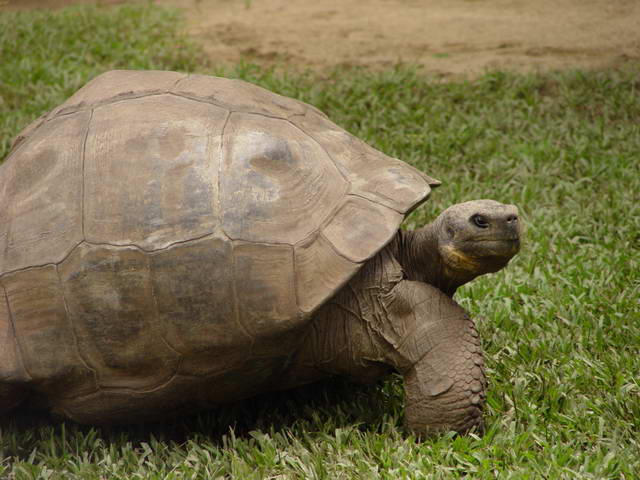 Turtle at Steves