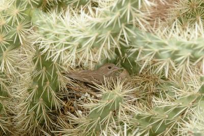 Bird (House Finch) Nest in Cactus