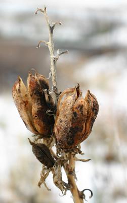 Seed Pods