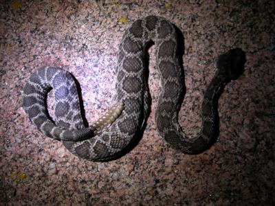 Rattlesnake 3-20