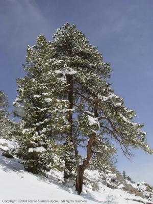 Ponderosa Pine